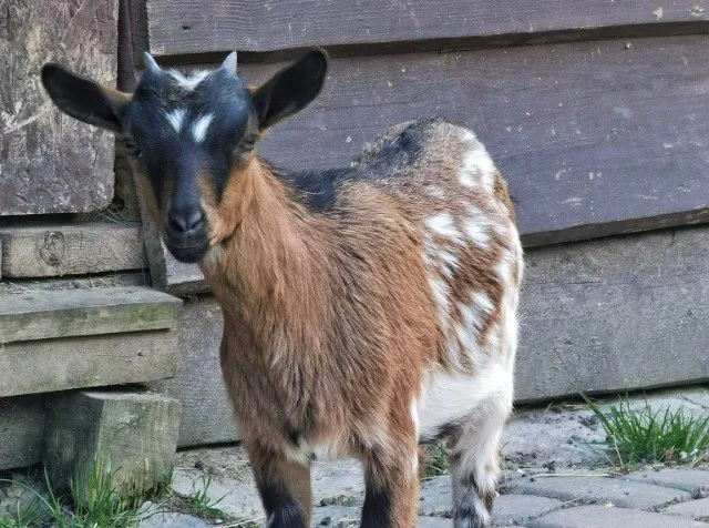 Рівненський зоопарк