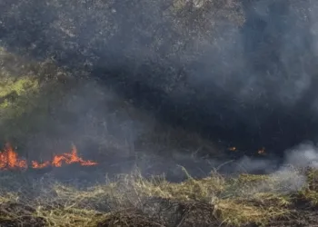 В Рівному та області 10 травня оголосили надзвичайну пожежну небезпеку
