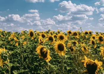 Прогноз погоди в Рівному 17-19 червня