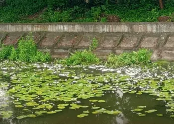 В річці Устя продовжується замор риби: екологи з'ясовують причини
