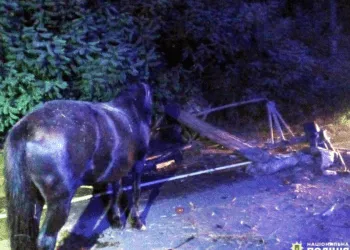 На Рівненщині сталася смертельна ДТП: загинув чоловік