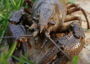 На Рівненщині знову можна ловити раків