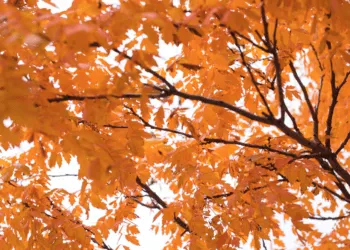 Прогноз погоди в Рівному 28 та 29 вересня