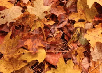 Прогноз погоди в Рівному 19 та 20 жовтня