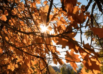 Прогноз погоди в Рівному 24 та 25 жовтня