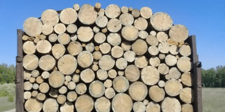 Тепер українці можуть отримати покарання за зберігання дров без офіційних документів