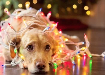 На зимові свята без додаткових вихідних: як працюватимуть в Україні у грудні 2024 року