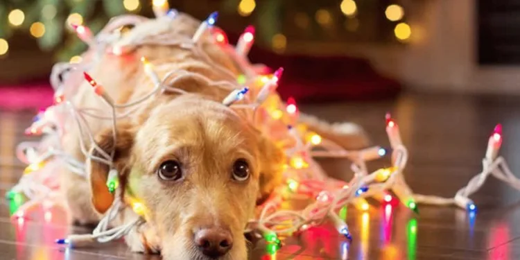 На зимові свята без додаткових вихідних: як працюватимуть в Україні у грудні 2024 року