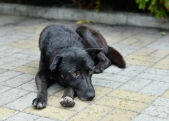 Поліція Рівненщини розслідує жорстоке вбивство собаки