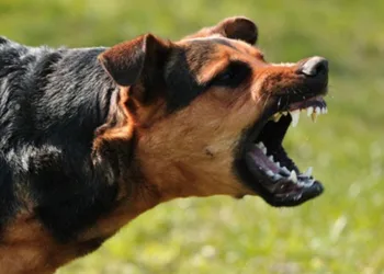 На Рівненщині через напад скаженого пса оголошено карантин в Гощанській громаді