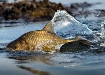 Нерестова заборона на Рівненщині розпочнеться 1 квітня