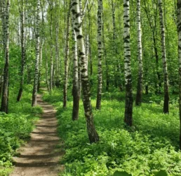 Незаконний збір березового соку: яке покарання передбачає закон