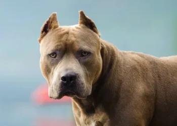 Тепер в Україні за операції з купірування хвоста та вух у тварин передбачено штрафи