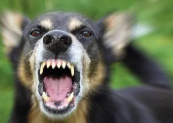 На Рівненщині виявлено випадок сказу у собаки: визначено зону підвищеного ризику