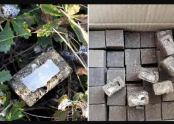 На Сарненщині стартує весняна кампанія з вакцинації диких тварин проти сказу