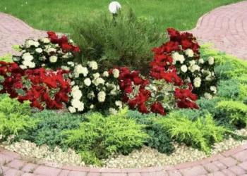 У Рівному знову вкрали квіти з клумб — порушника виявили завдяки камерам спостереження