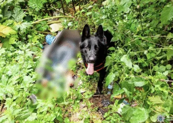 На Рівненщині психічнохворий вбив брата та сховав його тіло на сміттєзвалищі