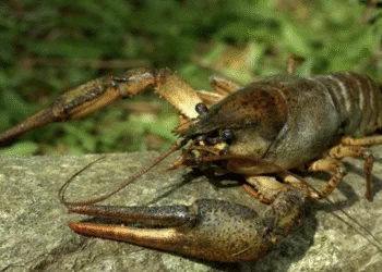 1 рак — понад 3 тисячі гривень: на Рівненщині оголосили штраф за порушення заборони на вилов раків