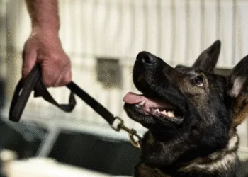 Поліція розслідує випадок жорстокого поводження з собакою на Рівненщині