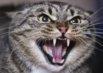 На Рівненщині скажений кіт вкусив жінку: лікарі попереджають про небезпеку