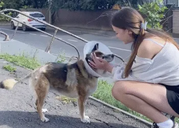 У Рівному алабаї трохи не загризли дівчину з собакою