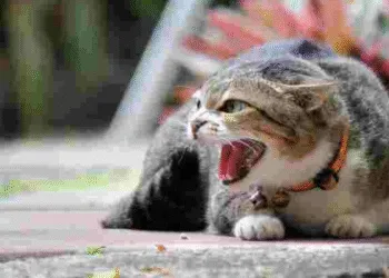 На Рівненщині кіт захворів на сказ: село Миротин на карантині