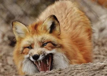 Ситуація зі сказом на Рівненщині ускладнюється, але все ще контрольована