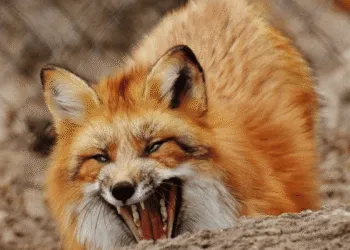 На Рівненщині знову оголошено карантин через сказ