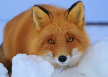 На Рівненщині вбиватимуть диких тварин з метою зменшення популяції