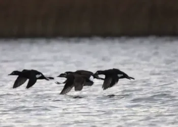 На Рівненщині на озері Нобель зафіксували морських птахів, нетипових для Полісся