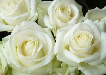 Магия флористики: Психология цветоведения и искусство дарения