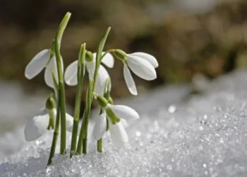 На Рівненщині помітили перші підсніжники: українців закликали не зривати рідкісні квіти
