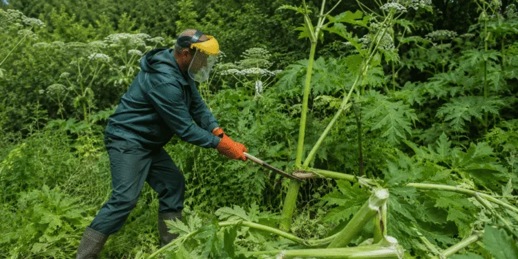 У Рівному на боротьбу з борщівником витратять чверть мільйона гривень