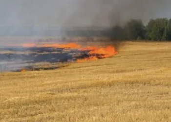 На Рівненщині під час жнив сталися дві пожежі на пшеничних полях