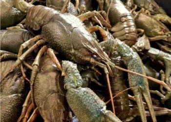 На Рівненщині з 15 серпня запровадять заборону на вилов раків: які штрафи загрожують порушникам